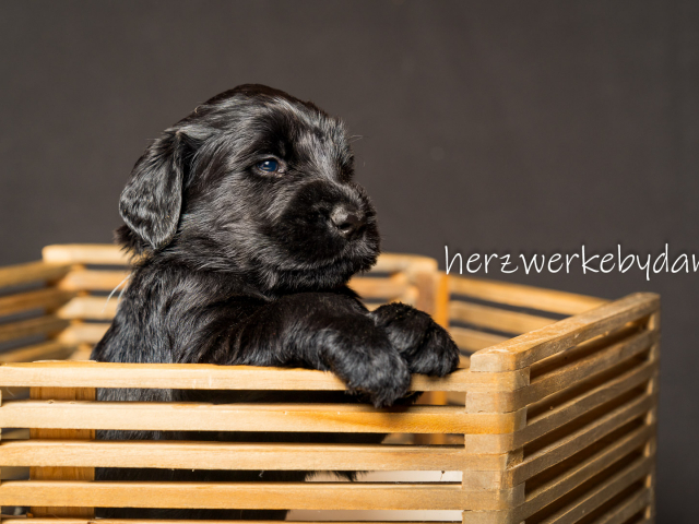 Herr Blau nach 30 Tagen